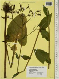 Lactuca macrophylla subsp. macrophylla, Восточная Европа, Западный район (E3) (Россия)