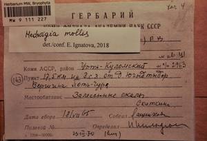 MW 9 111 227, Hedwigia mollis Ignatova, Ignatov & Fedosov, Гербарий мохообразных, Мхи - Архангельская и Вологодская области, Коми, Ненецкий АО (B7) (Россия)