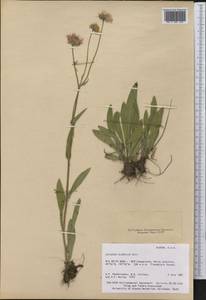 Erigeron glabellus Nutt., Америка (AMER) (США)