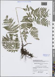 Диплазиум сибирский (Turcz. ex Kunze) Sa.Kurata, Сибирь, Якутия (S5) (Россия)
