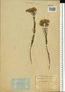 Солонечник льновидный (L.) Rchb. fil., Восточная Европа, Средневолжский район (E8) (Россия)