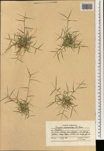 Sporobolus schoenoides (L.) P.M.Peterson, Зарубежная Азия (ASIA) (Афганистан)