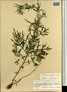 Artemisia brachyphylla Kitam., Монголия (MONG) (Монголия)