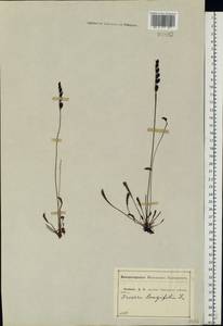 Drosera ×anglica Huds., Восточная Европа, Центральный лесостепной район (E6) (Россия)
