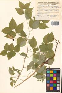 Горошек разветвленный (Maxim.) Ohwi, Сибирь, Дальний Восток (S6) (Россия)