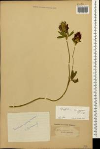 Trifolium ochroleucon subsp. ochroleucon, Кавказ (без точных местонахождений) (K0)