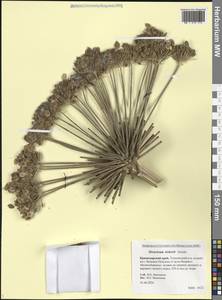 Борщевик Лескова Grossh., Кавказ, Черноморское побережье (от Новороссийска до Адлера) (K3) (Россия)