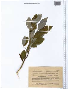 Ива козья L., Сибирь, Западный (Казахстанский) Алтай (S2a) (Казахстан)