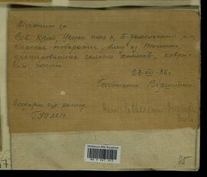 Tomentypnum nitens (Hedw.) Loeske, Гербарий мохообразных, Мхи - Архангельская и Вологодская области, Коми, Ненецкий АО (B7) (Россия)