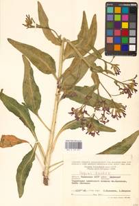 Вечерница печальная L., Восточная Европа, Нижневолжский район (E9) (Россия)