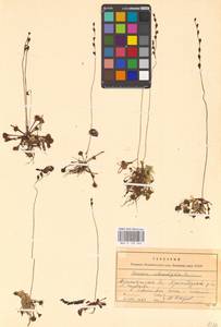 Росянка круглолистная L., Восточная Европа, Северный район (E1) (Россия)