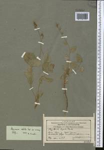 Asyneuma argutum subsp. baldshuanicum (O.Fedtsch. & B.Fedtsch.) Damboldt, Средняя Азия и Казахстан, Западный Тянь-Шань и Каратау (M3) (Киргизия)