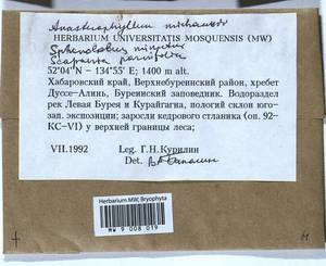 Anastrophyllum michauxii (F. Weber) H. Buch, Гербарий мохообразных, Мхи - Дальний Восток (без Чукотки и Камчатки) (B20) (Россия)