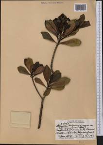 Psychotria kaduana (Cham. & Schltdl.) Fosberg, Америка (AMER) (США)