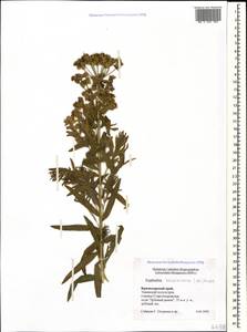 Euphorbia saratoi Ardoino, Кавказ, Краснодарский край и Адыгея (K1a) (Россия)