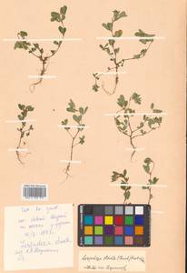 Куммеровия полосатая (Thunb.) Schindl., Сибирь, Дальний Восток (S6) (Россия)