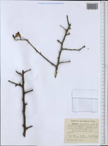Boswellia neglecta S. Moore, Африка (AFR) (Эфиопия)