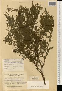 Calocedrus formosana (Florin) Florin, Зарубежная Азия (ASIA) (КНР)