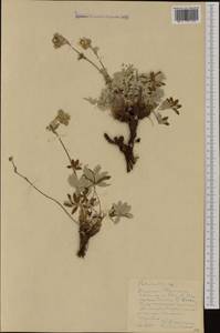 Лапчатка, Западная Европа (EUR) (Франция)