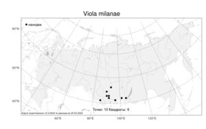 Viola milanae, Viola multifida Willd. ex Roem. & Schult., Атлас флоры России (FLORUS) (Россия)