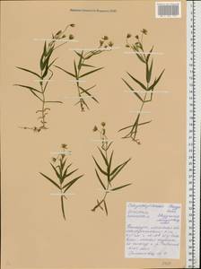 Rabelera holostea (L.) M. T. Sharples & E. A. Tripp, Восточная Европа, Белоруссия (E3a) (Белоруссия)