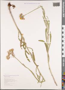 Pilosella echioides subsp. echioides, Кавказ, Краснодарский край и Адыгея (K1a) (Россия)