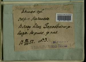 Dicranum polysetum Sw., Гербарий мохообразных, Мхи - Пермский край, Удмуртия, Свердловская и Кировская области (B8) (Россия)
