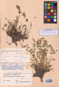 Остролодочник эвенов Jurtzev & A.P.Khokhr., Сибирь, Чукотка и Камчатка (S7) (Россия)