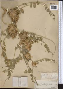 Астрагал лисий Willd., Средняя Азия и Казахстан, Муюнкумы, Прибалхашье и Бетпак-Дала (M9) (Казахстан)