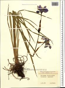 Ирис сибирский L., Кавказ, Ставропольский край, Карачаево-Черкесия, Кабардино-Балкария (K1b) (Россия)