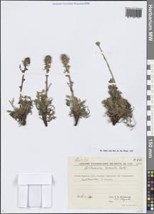 Полынь северная Pall., Сибирь, Чукотка и Камчатка (S7) (Россия)