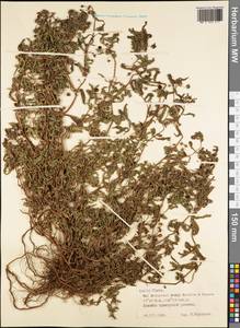 Magnoliopsida, Австралия и Океания (AUSTR) (Французская Полинезия)