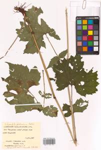 Таволга гладчайшая (Nakai) Nakai, Сибирь, Дальний Восток (S6) (Россия)