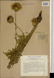 Rhaponticoides hajastana (Tzvelev) M. V. Agab. & Greuter, Кавказ, Армения (K5) (Армения)