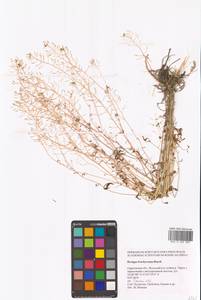 Жерушник короткоплодный (C.A.Mey.) Hayek, Восточная Европа, Нижневолжский район (E9) (Россия)