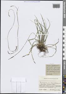 Осока пальчатая L., Восточная Европа, Северный район (E1) (Россия)