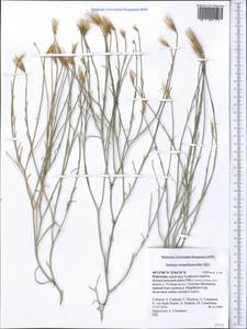 Наголоватка бессмертниковая Iljin, Средняя Азия и Казахстан, Памир и Памиро-Алай (M2) (Киргизия)