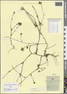 Чернушка полевая L., Крым (KRYM) (Россия)