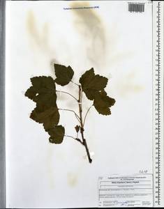 Ribes spicatum subsp. hispidulum (Jancz.) L. Hämet-Ahti, Восточная Европа, Центральный лесной район (E5) (Россия)