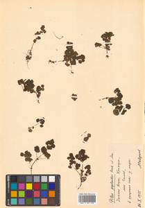 Пилея бутерлаковидная (Gaudich.) Hook. & Arn., Сибирь, Дальний Восток (S6) (Россия)