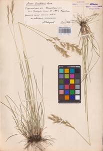 Helictochloa hookeri (Scribn.) Romero Zarco, Восточная Европа (без точных пунктов) (E0)