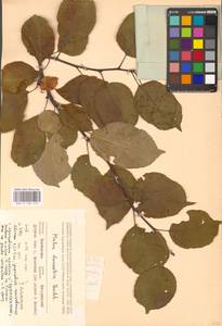 Яблоня домашняя (Suckow) Borkh., Восточная Европа, Центральный лесостепной район (E6) (Россия)