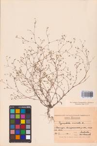 Песколюбочка постенная (L.) Ikonn., Восточная Европа, Северо-Украинский район (E11) (Украина)