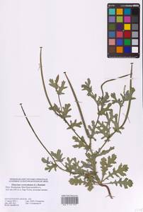 Мачок рогатый (L.) Rudolph, Восточная Европа, Нижневолжский район (E9) (Россия)