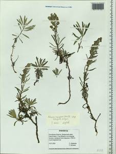 Artemisia lagocephala var. lithophila (Turcz. ex DC.) Y. R. Ling, Сибирь, Прибайкалье и Забайкалье (S4) (Россия)