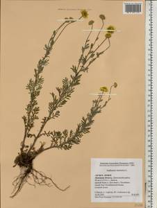 Cota tinctoria subsp. tinctoria, Восточная Европа, Центральный лесостепной район (E6) (Россия)
