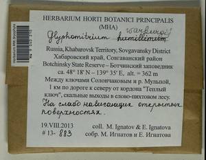 Glyphomitrium humillimum (Mitt.) Cardot, Гербарий мохообразных, Мхи - Дальний Восток (без Чукотки и Камчатки) (B20) (Россия)