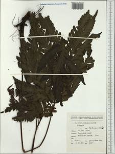Tectaria pseudosinuata Brownlie, Австралия и Океания (AUSTR) (Новая Каледония)