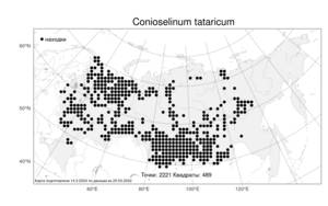 Conioselinum tataricum, Гирчовник татарский Hoffm., Атлас флоры России (FLORUS) (Россия)