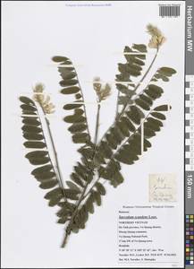 Sarcodum scandens Lour., Зарубежная Азия (ASIA) (Вьетнам)
